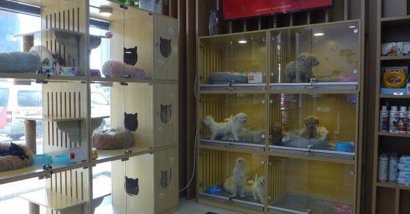 「寵物友好」新職業(yè)走熱    「它經(jīng)濟」助力人寵和諧