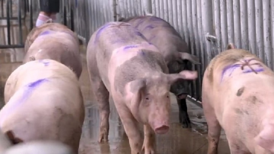 漁護(hù)署：元朗流浮山一豬場(chǎng)爆非洲豬瘟 約1900頭豬須銷毀