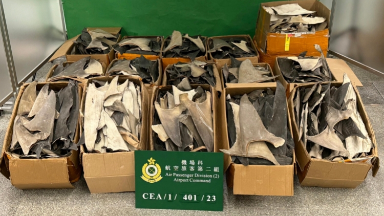 海關(guān)機場檢逾450公斤乾魚翅 部分屬瀕危物種