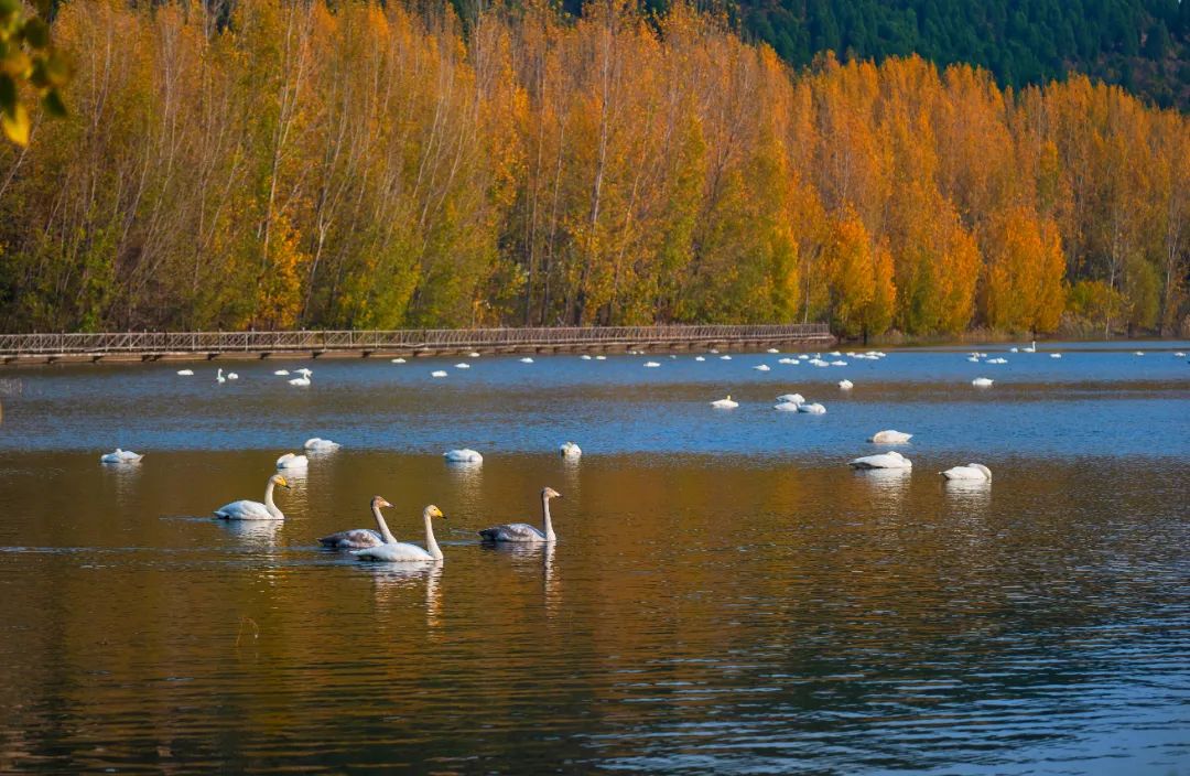 山西省運(yùn)城市：大天鵝組團(tuán)來(lái)越冬