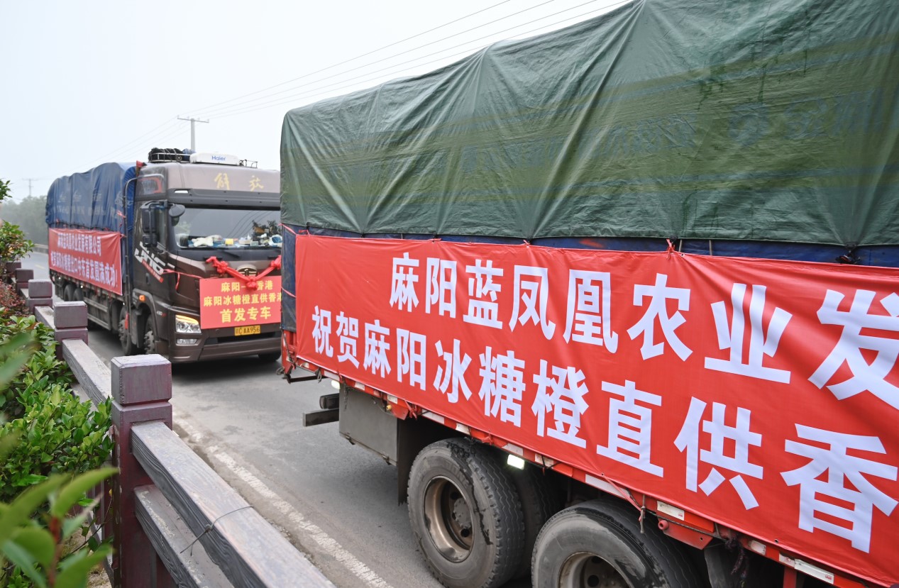 2023「世界長壽鄉(xiāng)」麻陽冰糖橙採摘季啟動(dòng)