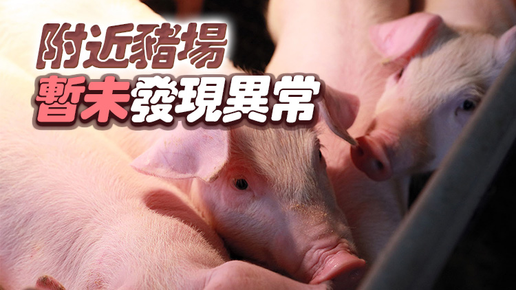 元朗一豬場(chǎng)爆豬瘟 銷(xiāo)毀近2000隻豬