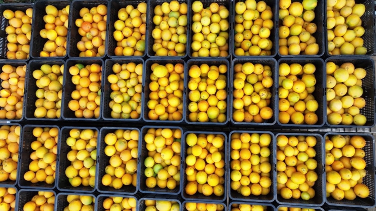 湘品湘造 閃耀世界| 宜章臍橙迎豐收季 走俏灣區(qū)市場(chǎng)