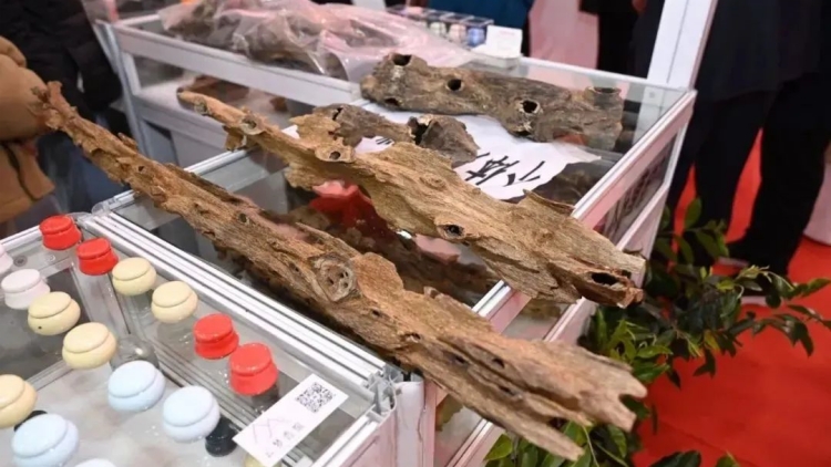 模式與質(zhì)量均再升級(jí)！第十三屆香博會(huì)8日將在東莞開幕