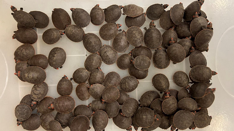 漁護(hù)署機(jī)場(chǎng)檢獲492隻瀕危紅頭側(cè)頸龜 市值300萬(wàn)元