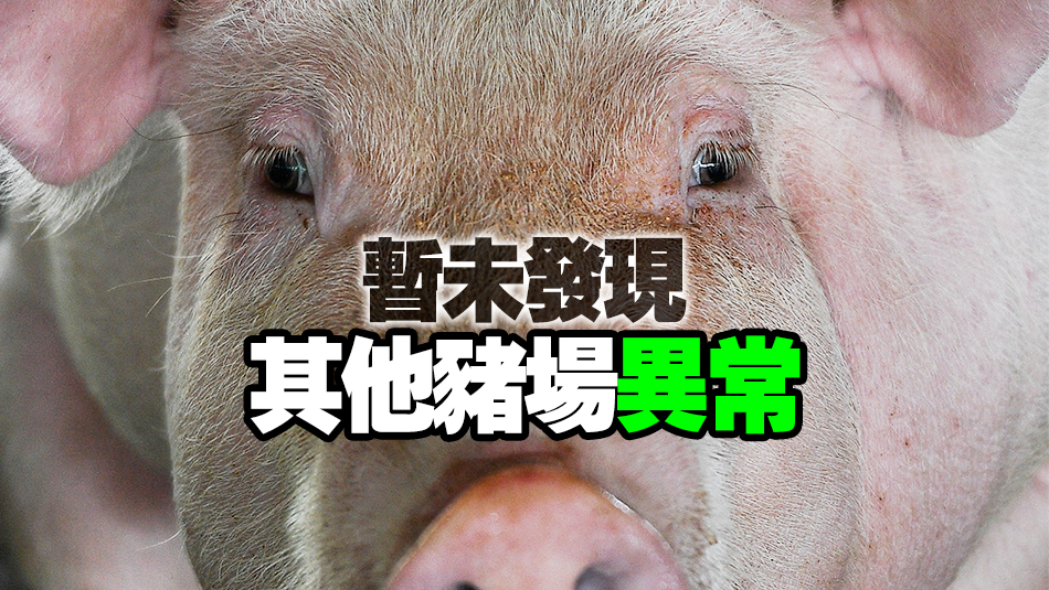 漁護(hù)署：本地豬隻對(duì)非洲豬瘟檢測(cè)呈陽性 將銷毀逾千頭豬