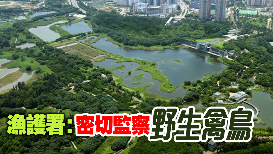 濕地公園針尾沙錐及綠翅鴨屍體爆H5N1 三公里內(nèi)有雞場