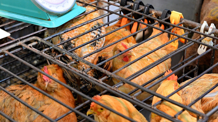 本港暫停進(jìn)口日本群馬縣禽肉及禽類(lèi)產(chǎn)品