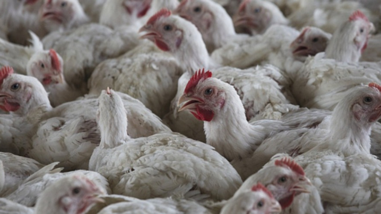 本港暫停進(jìn)口美國(guó)華盛頓州國(guó)王郡禽肉及禽類產(chǎn)品