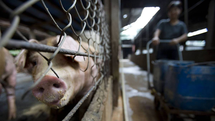 上水古洞豬場驗出非洲豬瘟病毒 漁護署正安排銷毀場內逾400頭豬