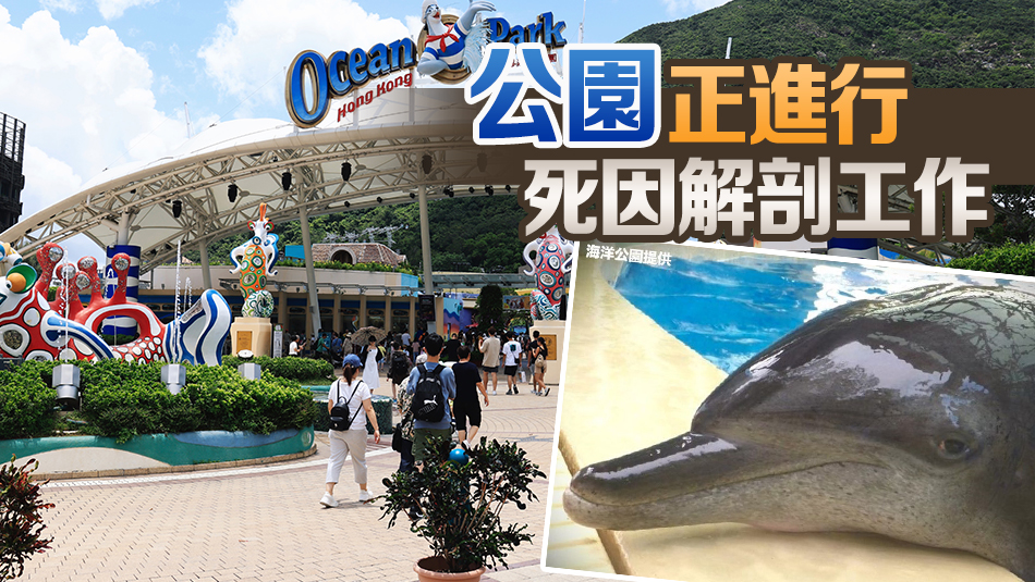 海洋公園最長(zhǎng)壽海豚Molly離世 享年40歲