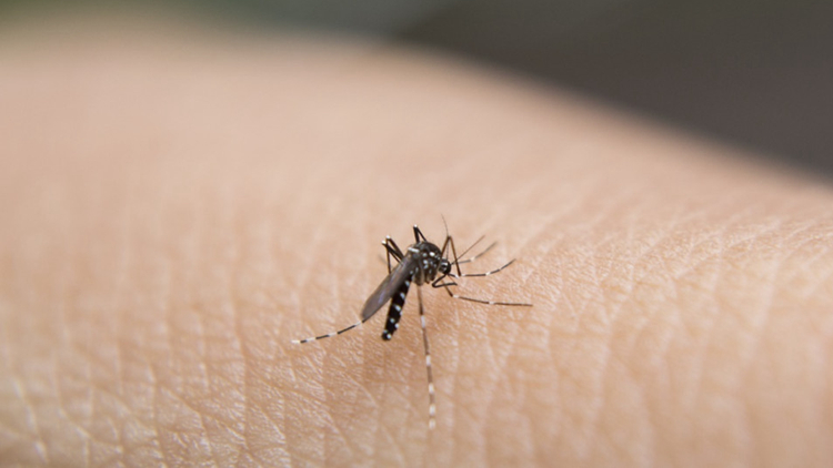 衞生防護(hù)中心最新錄得一宗登革熱個(gè)案 病人曾到斯里蘭卡