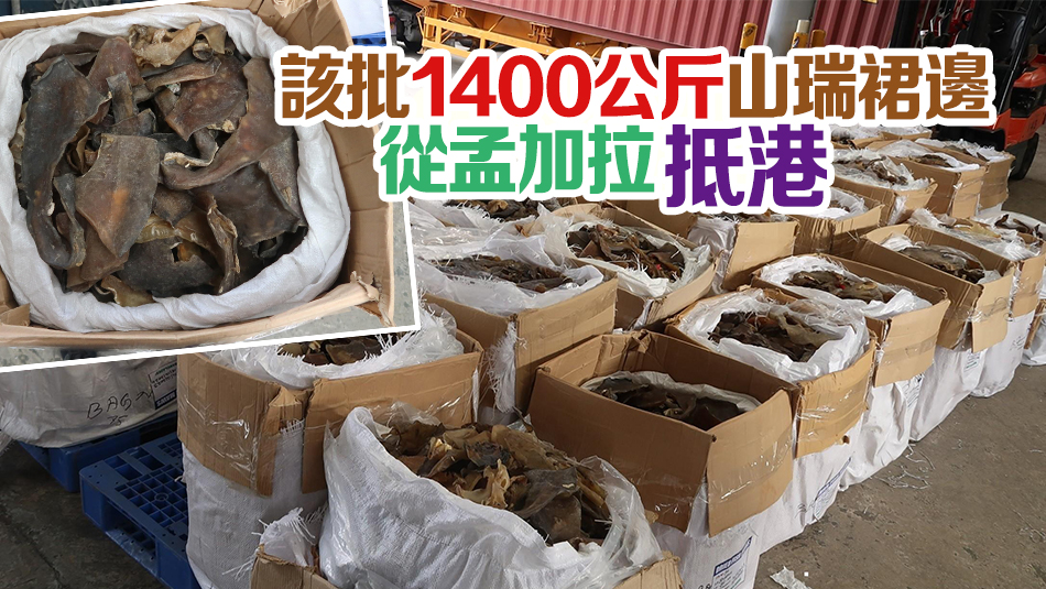 海關(guān)檢值500萬懷疑瀕危山瑞裙邊 拘捕1人