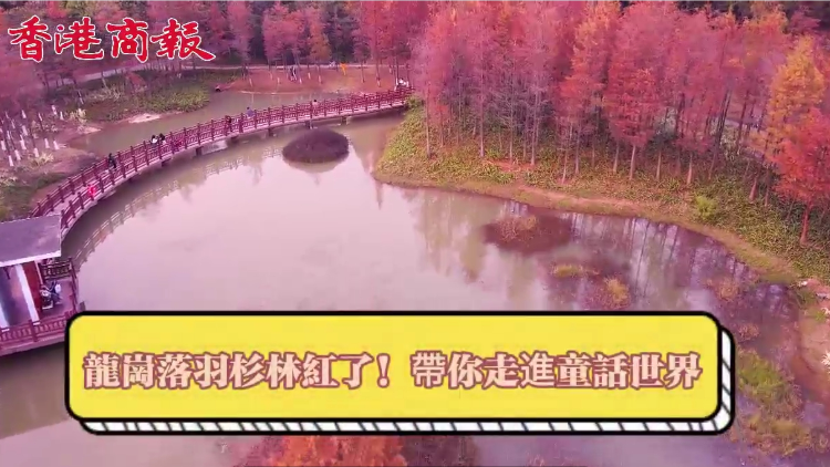 有片｜龍崗落羽杉林紅了！帶你走進童話世界