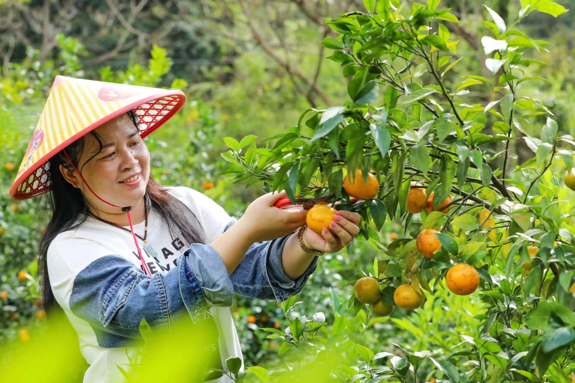 桂容縣黎村鎮(zhèn)六振村沃柑豐收採(cǎi)摘忙 果農(nóng)增收樂(lè)開懷
