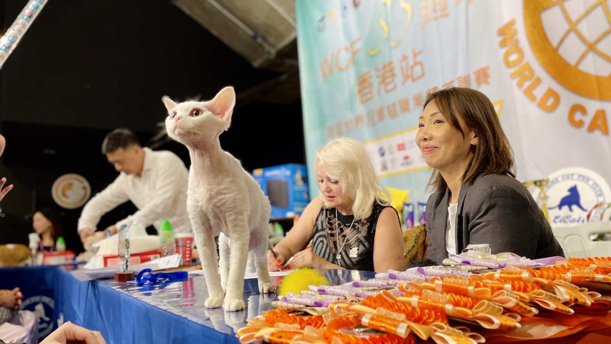 【玩樂(lè)】新春貓展 與愛(ài)貓迎龍年