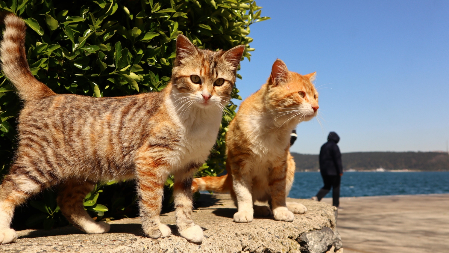 兩隻小貓（外二章）