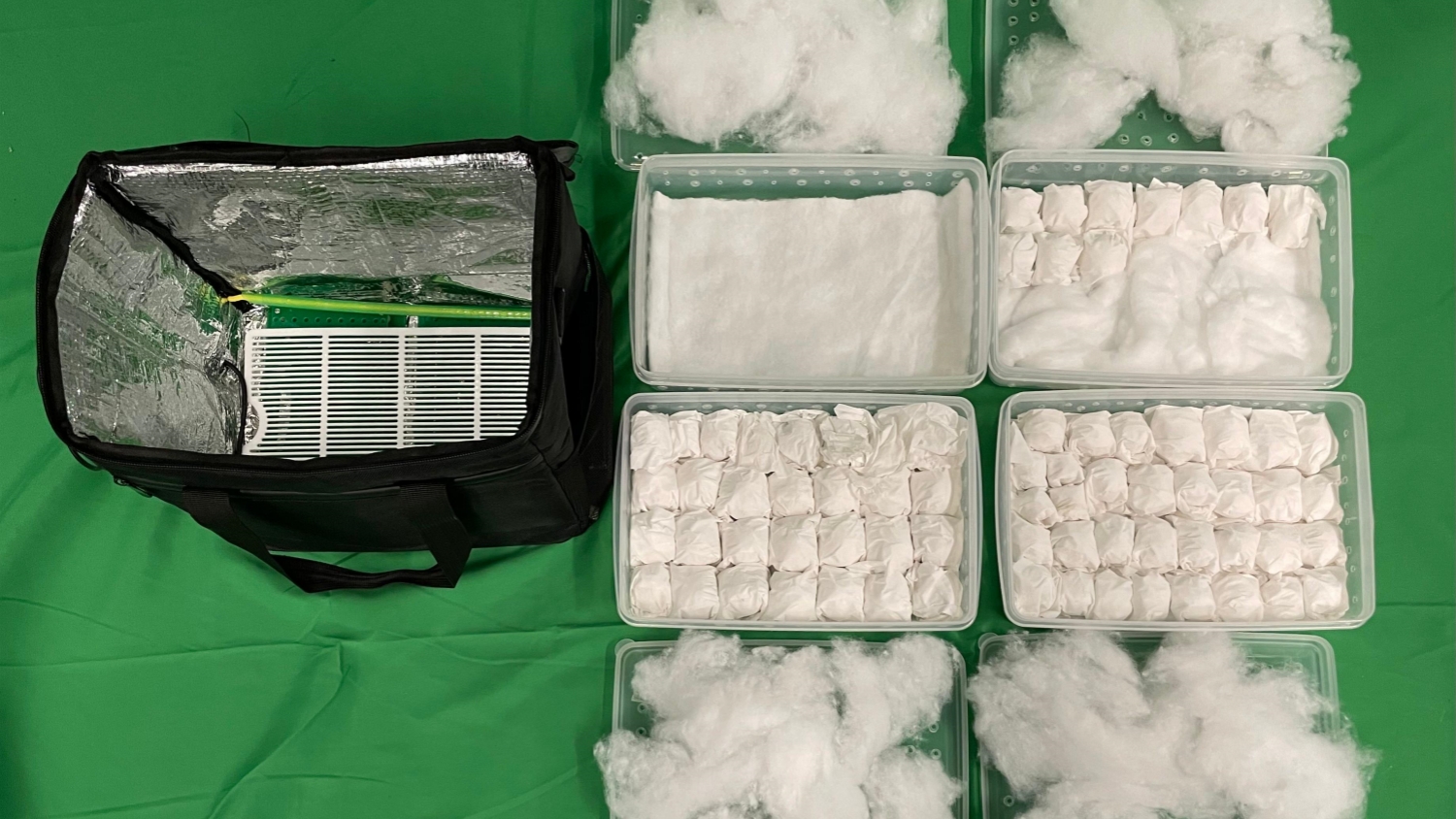 海關(guān)機場檢獲72隻鸚鵡蛋估計市值約45萬