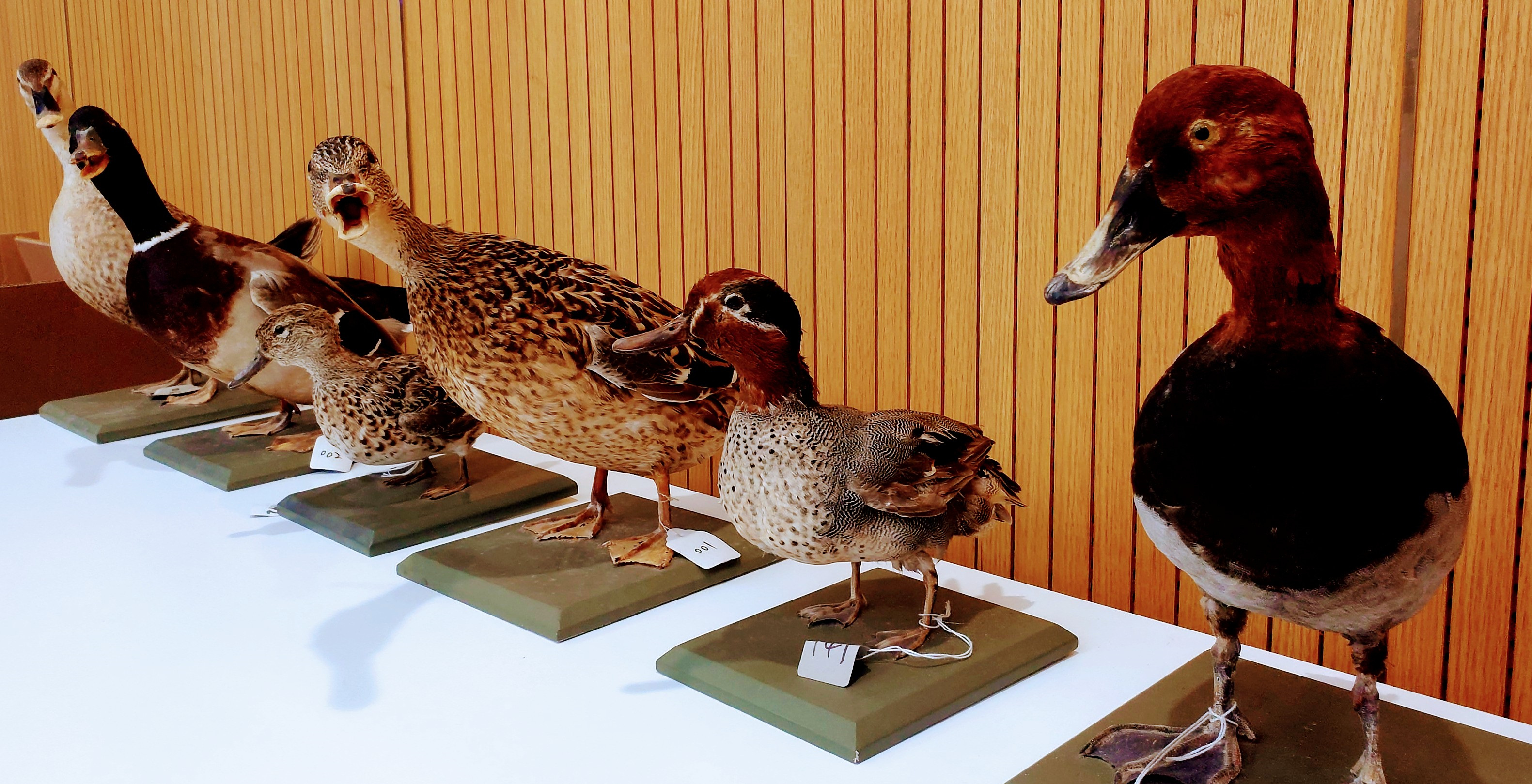 世界級生態(tài)島環(huán)境資源遭破壞？滬警出手