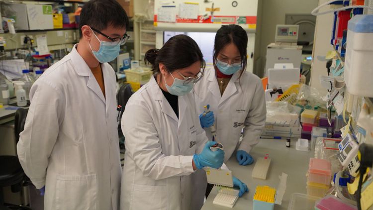 港大醫(yī)學院聯(lián)合內(nèi)地團隊研發(fā)PD-1增強型DNA疫苗 成功抑制愛滋病病毒