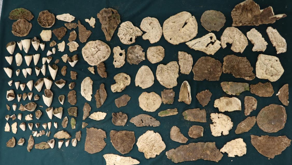 旅客走私值135萬(wàn)土沉香木片被判囚2年半