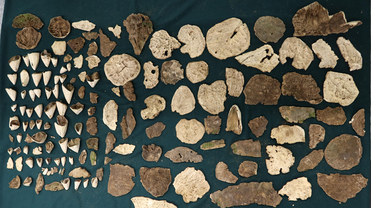 旅客走私135萬(wàn)土沉香回內(nèi)地 被判囚30個(gè)月