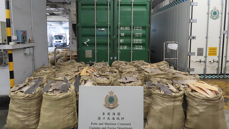 海關(guān)檢獲1200公斤懷疑受管制乾魚(yú)翅 市值約330萬(wàn)元