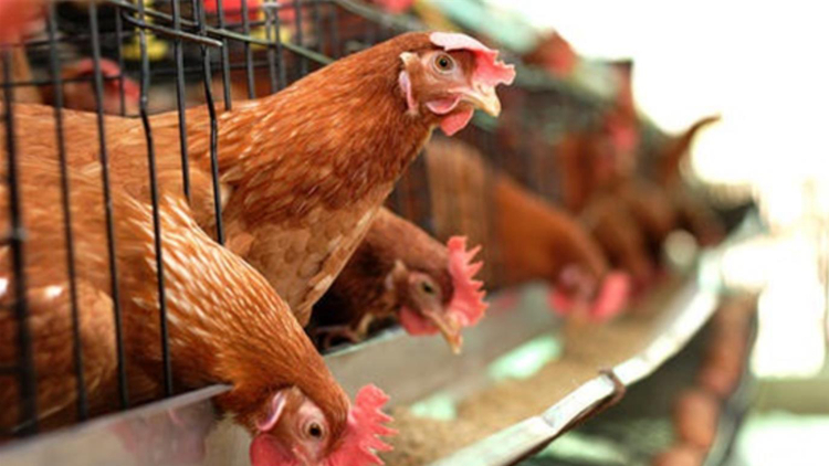 本港暫停進(jìn)口加拿大和波蘭部分地區(qū)禽肉及禽類產(chǎn)品