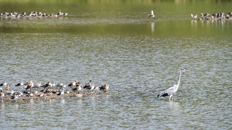 人民日?qǐng)?bào)關(guān)注深圳：城市中有片紅樹(shù)林