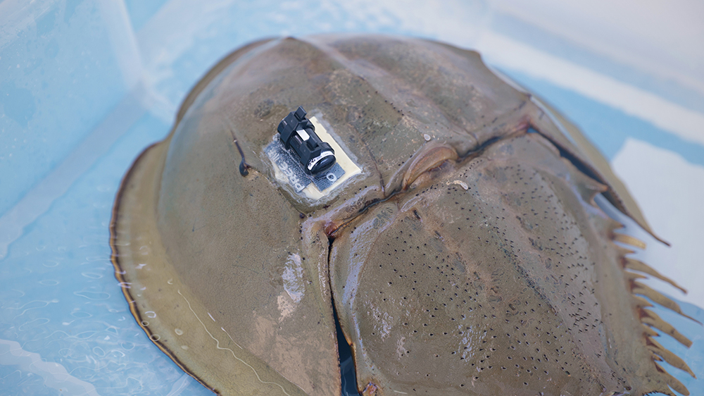 首次以自動(dòng)化水底聲學(xué)追蹤馬蹄蟹 海洋公園保育基金收集數(shù)據(jù)助保育