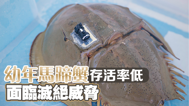 首次以自動化水底聲學(xué)追蹤馬蹄蟹 海洋公園保育基金收集數(shù)據(jù)助保育