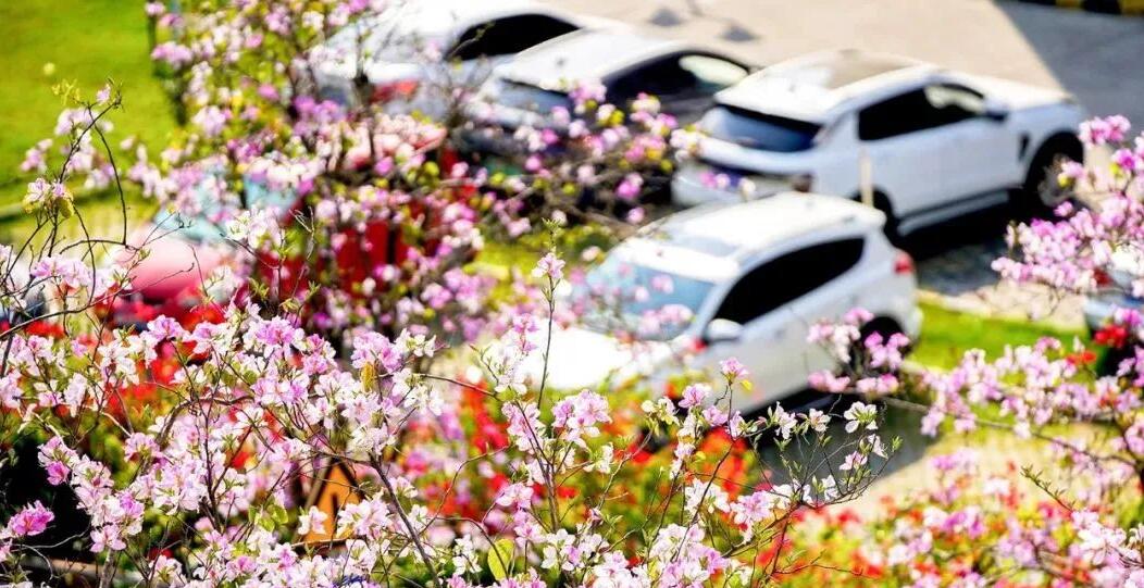 深圳市擬新增1.6萬個路邊停車位 部分免費擬轉(zhuǎn)為收費