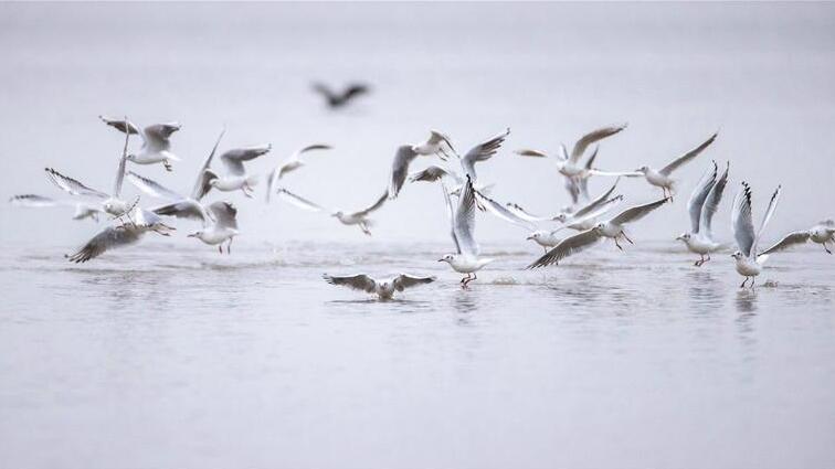 深圳新編鳥(niǎo)類友好城市規(guī)劃與設(shè)計(jì)指引 在紅樹(shù)林為鳥(niǎo)兒築一個(gè)舒適的家
