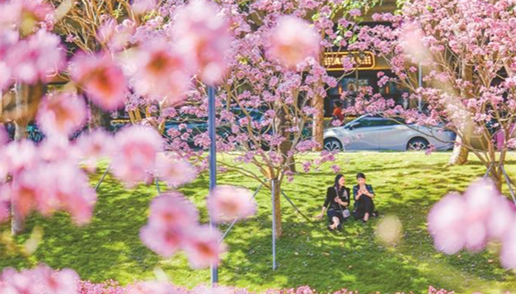 春節(jié)期間深圳市公園總客流量733.75萬(wàn)人次