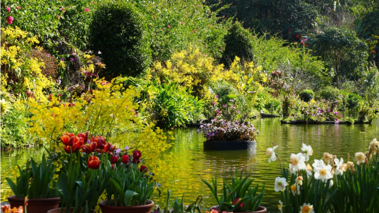 不實(shí)行預(yù)約通行！元宵節(jié)當(dāng)天，仙湖植物園禁止社會(huì)車輛進(jìn)入