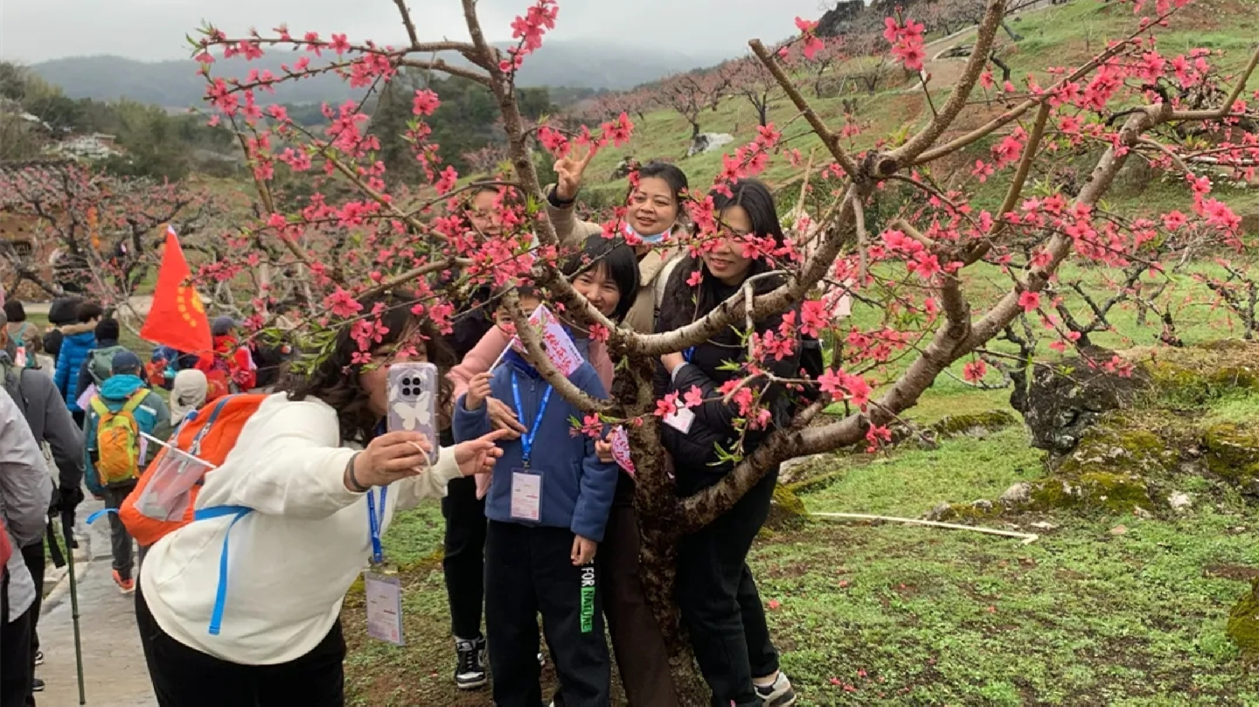 河源連平「桃」醉了！3000多人相約穿越十里桃花