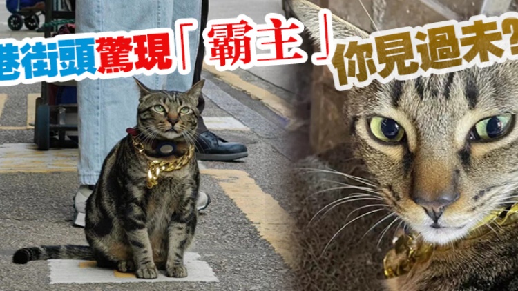 港俾你聽｜脖戴金鏈，這條街被TA承包了？