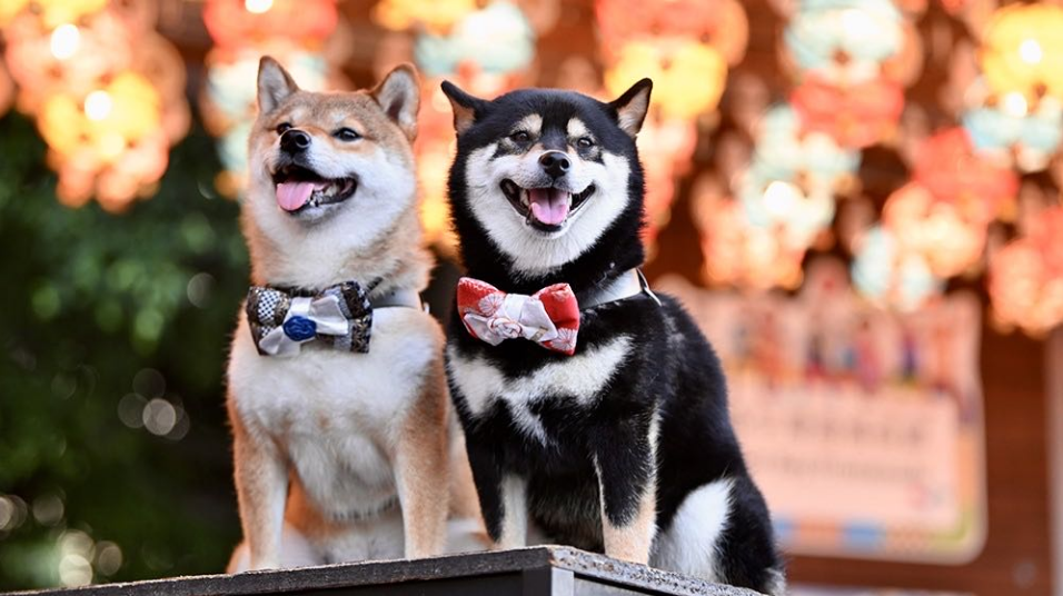 調(diào)查：香港主人平均花49萬(wàn)養(yǎng)一隻寵物 最大消費(fèi)糧食及零食