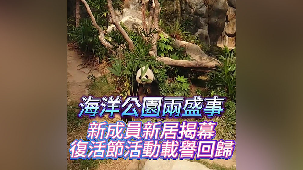 有片｜海洋公園兩盛事 新成員新居揭幕 復活節(jié)活動載譽回歸