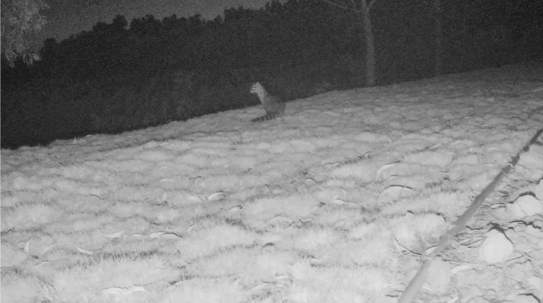 又有「國家一級保護動物」來做客！小靈貓首次現(xiàn)身福田紅樹林