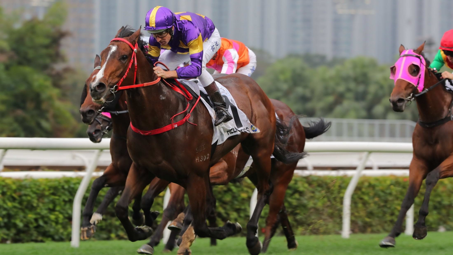 周日打吡賽日頭場(chǎng)12:45開跑 驕陽明駒擺擂臺(tái)力爭(zhēng)4歲三冠