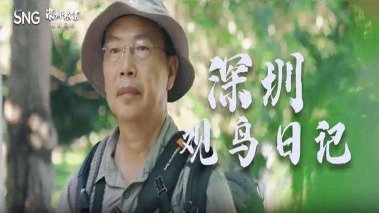 有片｜國(guó)際愛(ài)鳥日 深圳觀鳥日記