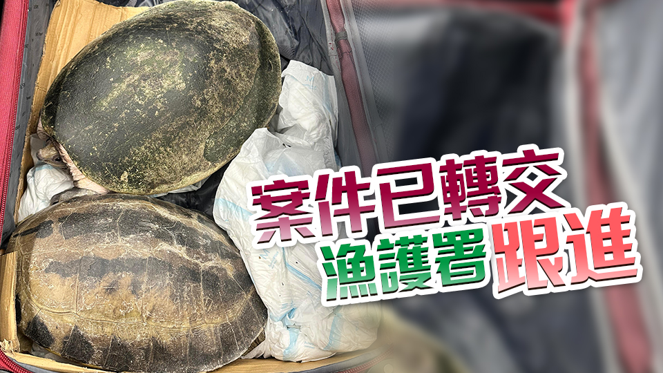海關(guān)檢獲63隻懷疑受管制屬瀕危物種的活龜 市值約81.9萬(wàn)元