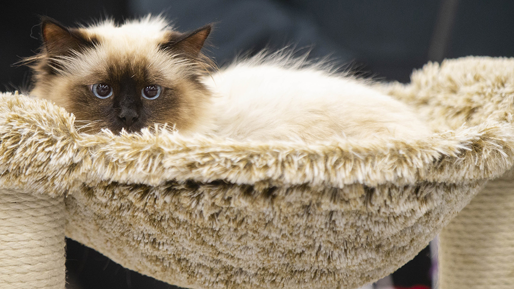 漁護署加強規(guī)管出售貓隻：只可從認可來源取貓出售 須植入晶片