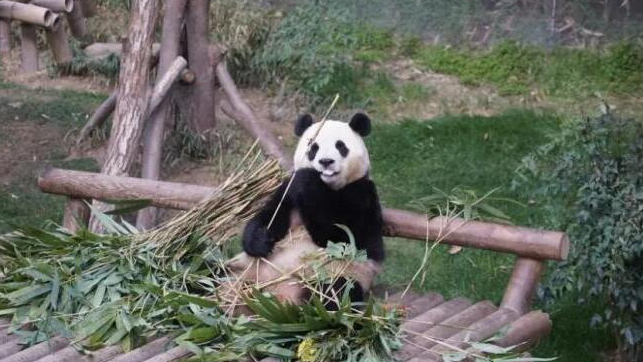 「頂流明星」福寶回國(guó) 中國(guó)包機(jī)迎接！韓國(guó)民眾：捨不得