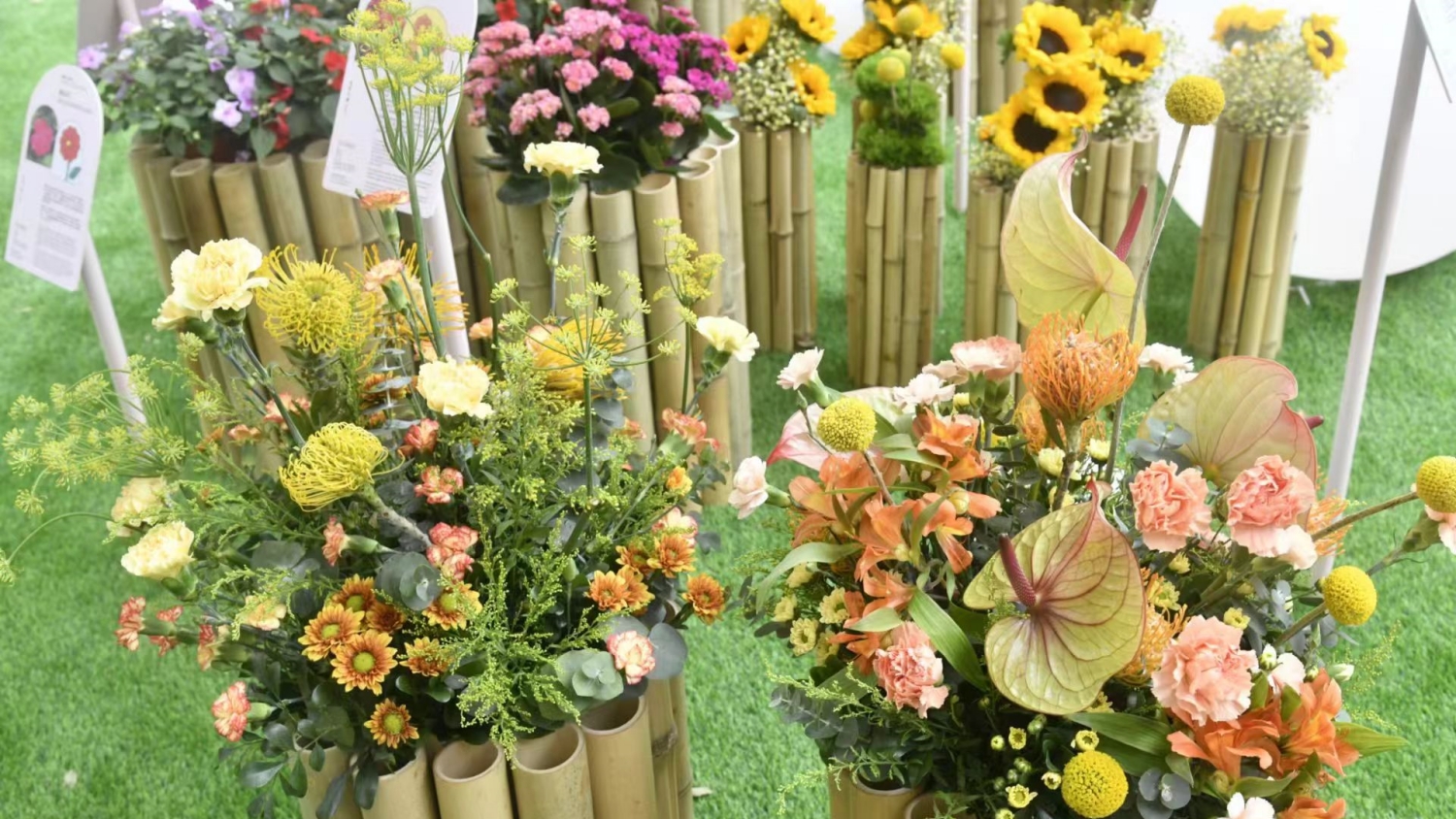 圖集 | 春日盛事「花見(jiàn)大館」崔護(hù)重來(lái) 首設(shè)「植物護(hù)理交流所」