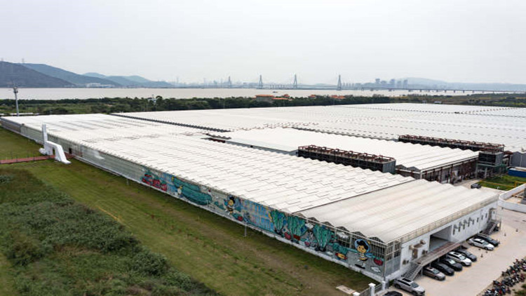 從看天吃飯到看屏「種地」 珠海斗門現(xiàn)代農(nóng)業(yè)的「新玩法」