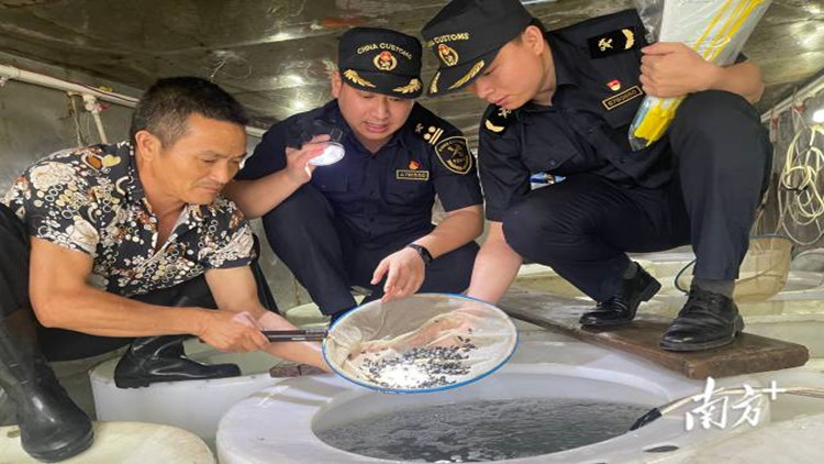 ? 打開東南亞市場 湛江金鯧魚苗擴(kuò)大出口