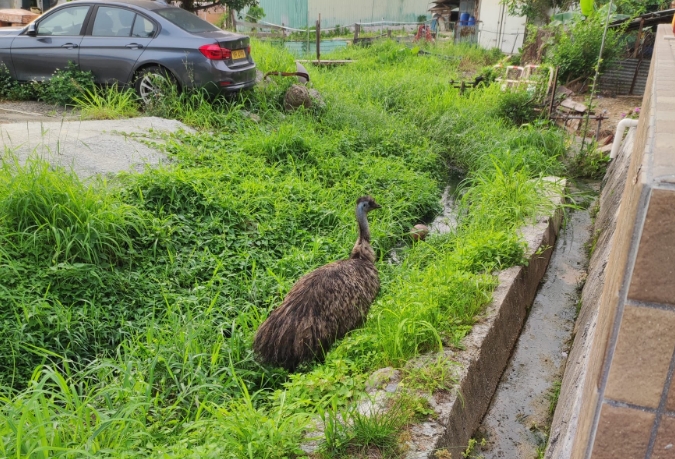  原創(chuàng) | 流浮山發(fā)現(xiàn)走失鴕鳥(niǎo) 漁護(hù)與愛(ài)協(xié)到場(chǎng)處理