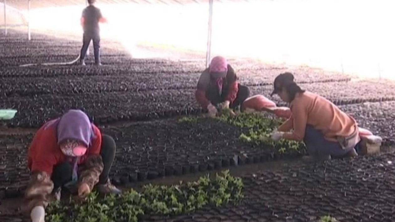 長春市雙陽區(qū)平湖街道尚家村：種植產(chǎn)業(yè)「落地生根」 集體經(jīng)濟開出「向陽花」